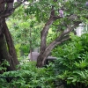 100Yr-Lilac-3