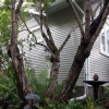 100Yr-Lilac-Corner