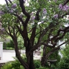 100Yr-Lilac-Garage