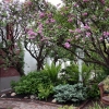 100Yr-Lilac-Pair