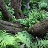 100Yr-Lilac-Trunk-1