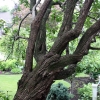 100Yr-Lilac-Trunk
