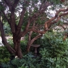 100Yr-Lilac