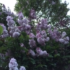 Lilac-Blossoms