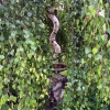 Old-Birch-1
