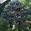 Old-Globe-Blue-Spruce