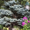 Old-Globe-Spruce-1