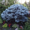 Old-Globe-Spruce
