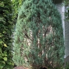 Old-Juniper