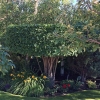Old-Lilac-Shrub