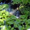 North-Pond-2