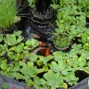 Rear-Pond-1