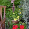 Front-Yard
