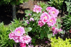 Roses of Rideau