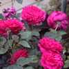 Backyard-1