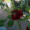 Backyard-2