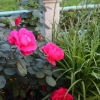 Front-Walk-5
