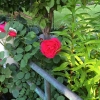 Front-Walk-6