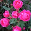 Frontyard-1