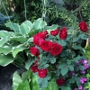 Frontyard-3