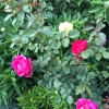 Frontyard-4
