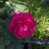Frontyard-6