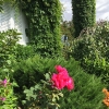 Frontyard-7