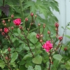 Frontyard-9