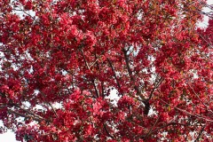 Spring Blossoms