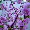 Back-Yard-Cherry(1)