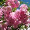 Back-Yard-Cherry-1(1)