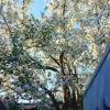 Backyard-Apple-1