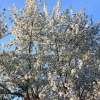 Backyard-Apple-2(1)