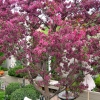 Backyard-Ornamental-Apple(1)