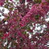 Backyard-Ornamental-Apple-1