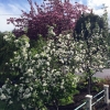 Front-Yard-SW