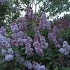 Garage-Lilac
