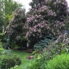 Lilac-NW-Corner
