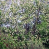 Mountain-Ash