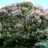 North-Lilac(1)