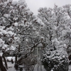 Rideau Gardens Calgary