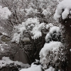 Rideau Gardens Calgary